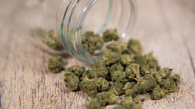 How Cannabis Cultivation and Genetics Have Changed Since Legalization